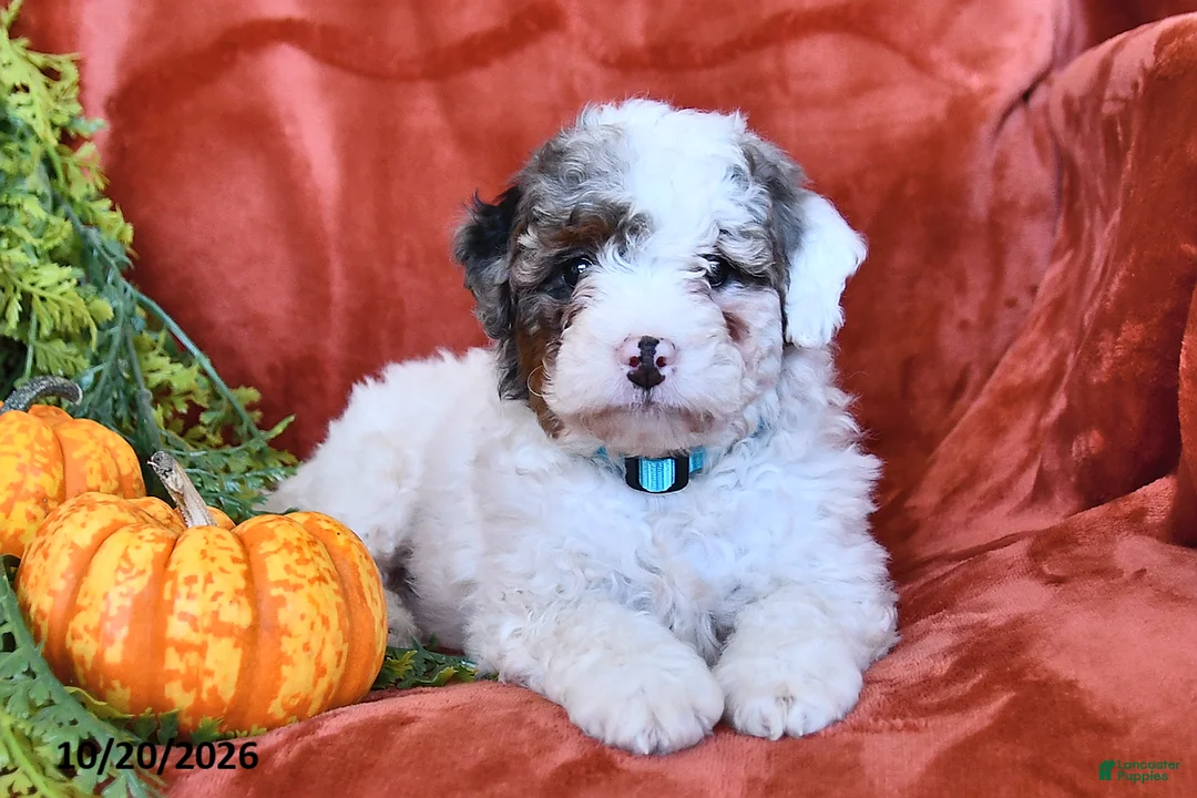 Bernedoodle dogs for sale: Bella   - Ad 1
