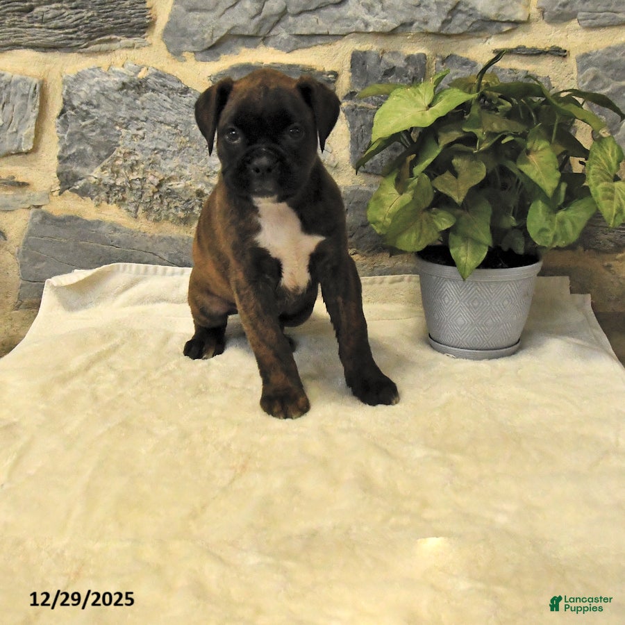 Boxer dogs Colt - Ad 37