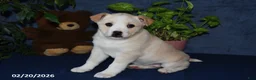 Mixed Breed dogs for sale: Rhonda - Ad 4