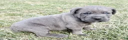 Cane Corso dogs for sale: Cane Corso Puppy 1 - Ad 10
