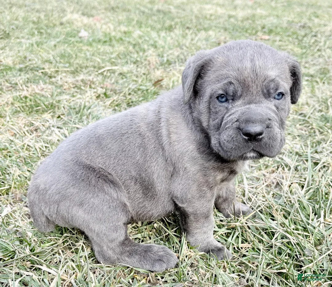 Cane Corso dogs for sale: Cane Corso Puppy 1 - Ad 10