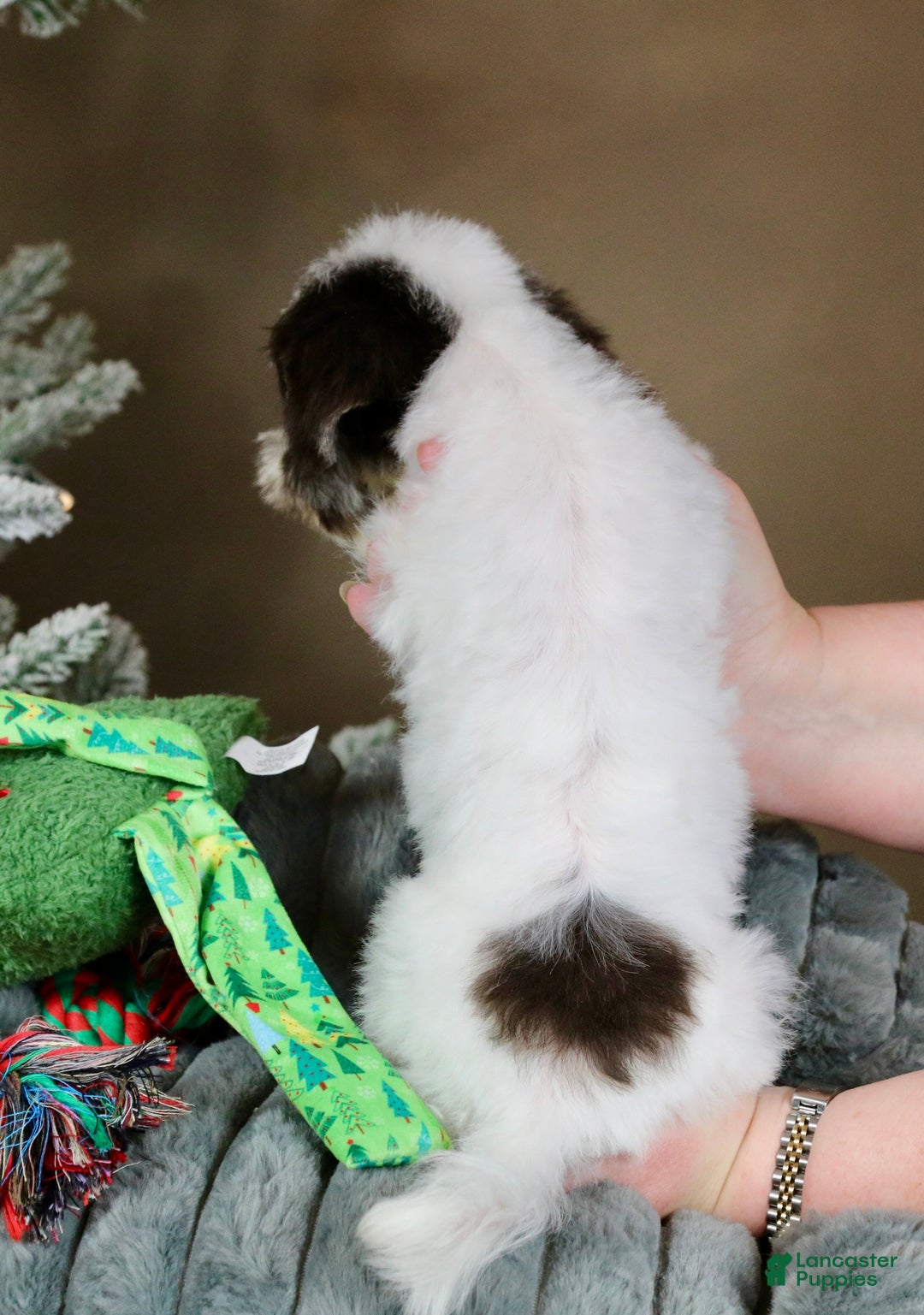 Havanese dogs for sale: Fruitcake - Ad 14