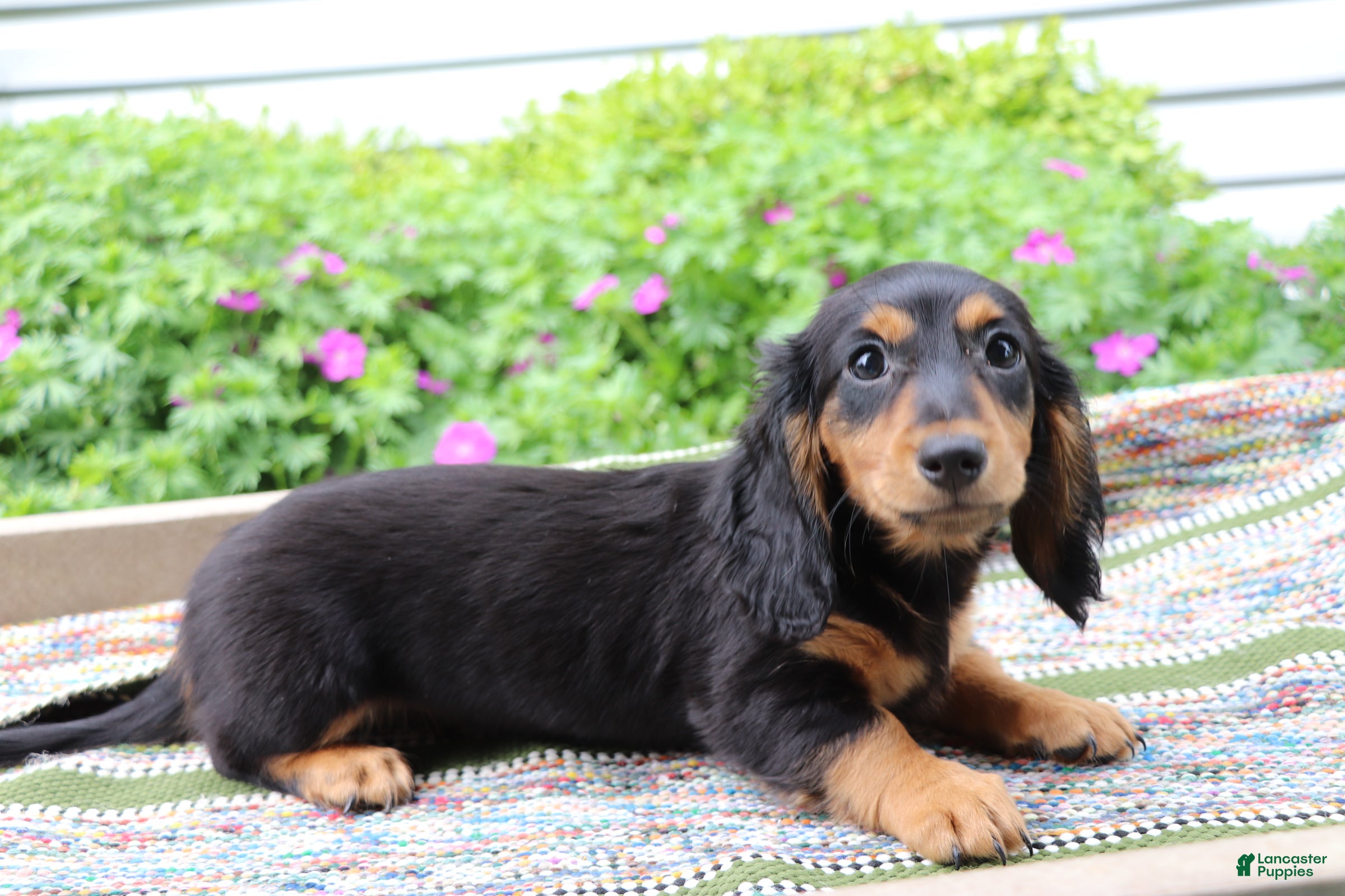 Miniature Dachshund dogs Peanut - Ad 2