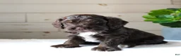 Cockapoo dogs for sale: Oliver - Ad 4