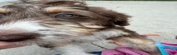 Aussiedoodle dogs for sale: Aussiedoodle 3 - Ad 13