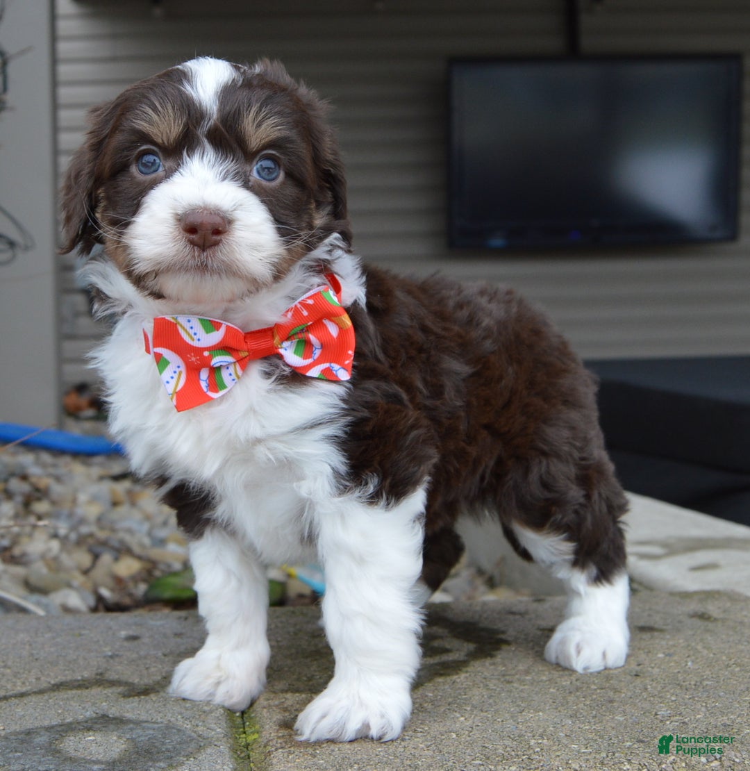 Mini Aussiedoodle dogs for sale: Toy Autumn - Ad 12