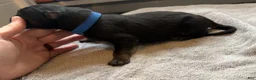 German Shepherd dogs for sale: German Shepherd Puppy 2- Blue Male - Ad 19