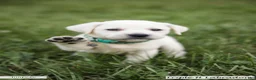 Labrador Retriever dogs for sale: Turquoise Collar - Ad 2