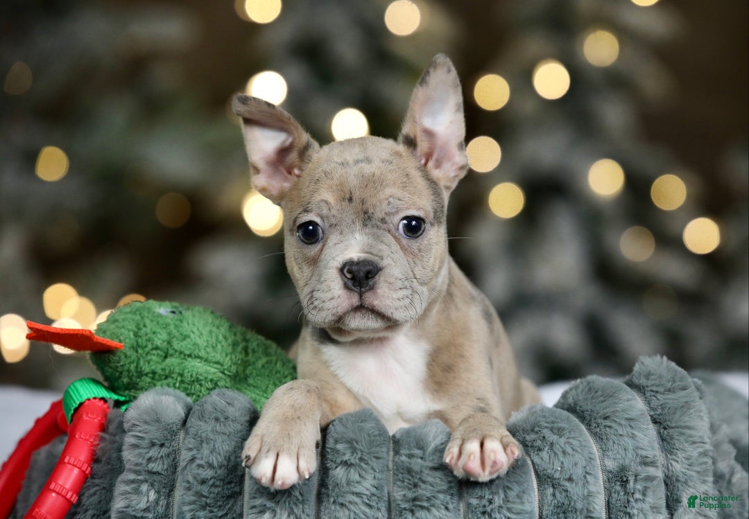 Frenchton dogs for sale: Bean - Ad 1