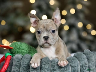 Frenchton dogs Bean - Ad 42