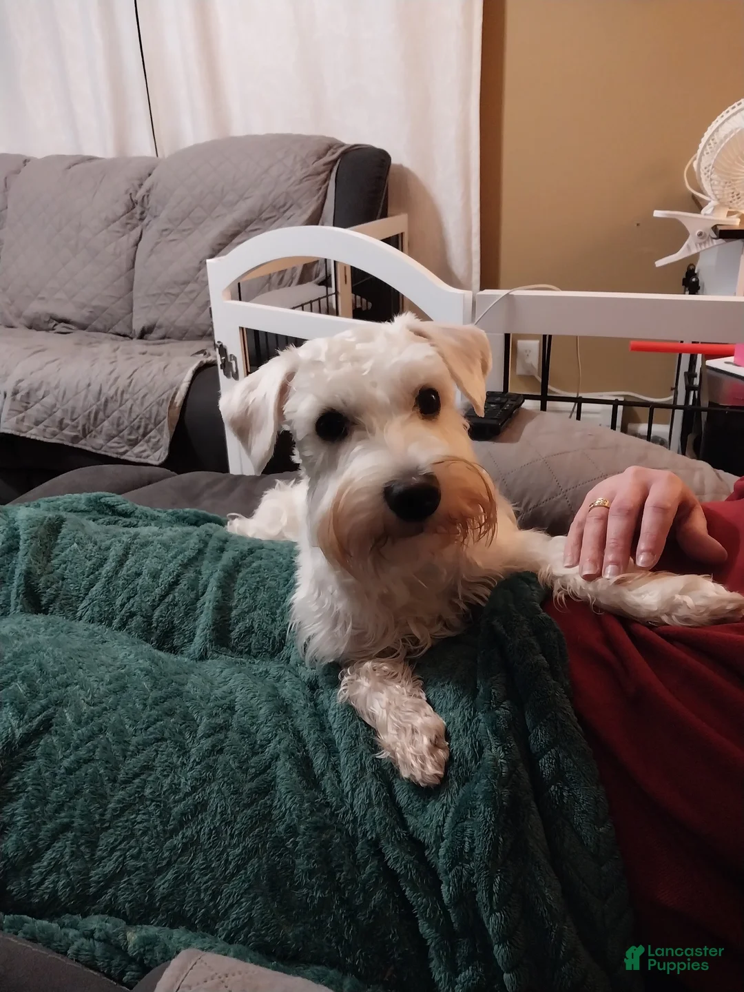 Miniature Schnauzer dogs for sale: Miniature Schnauzer 2 - Ad 2