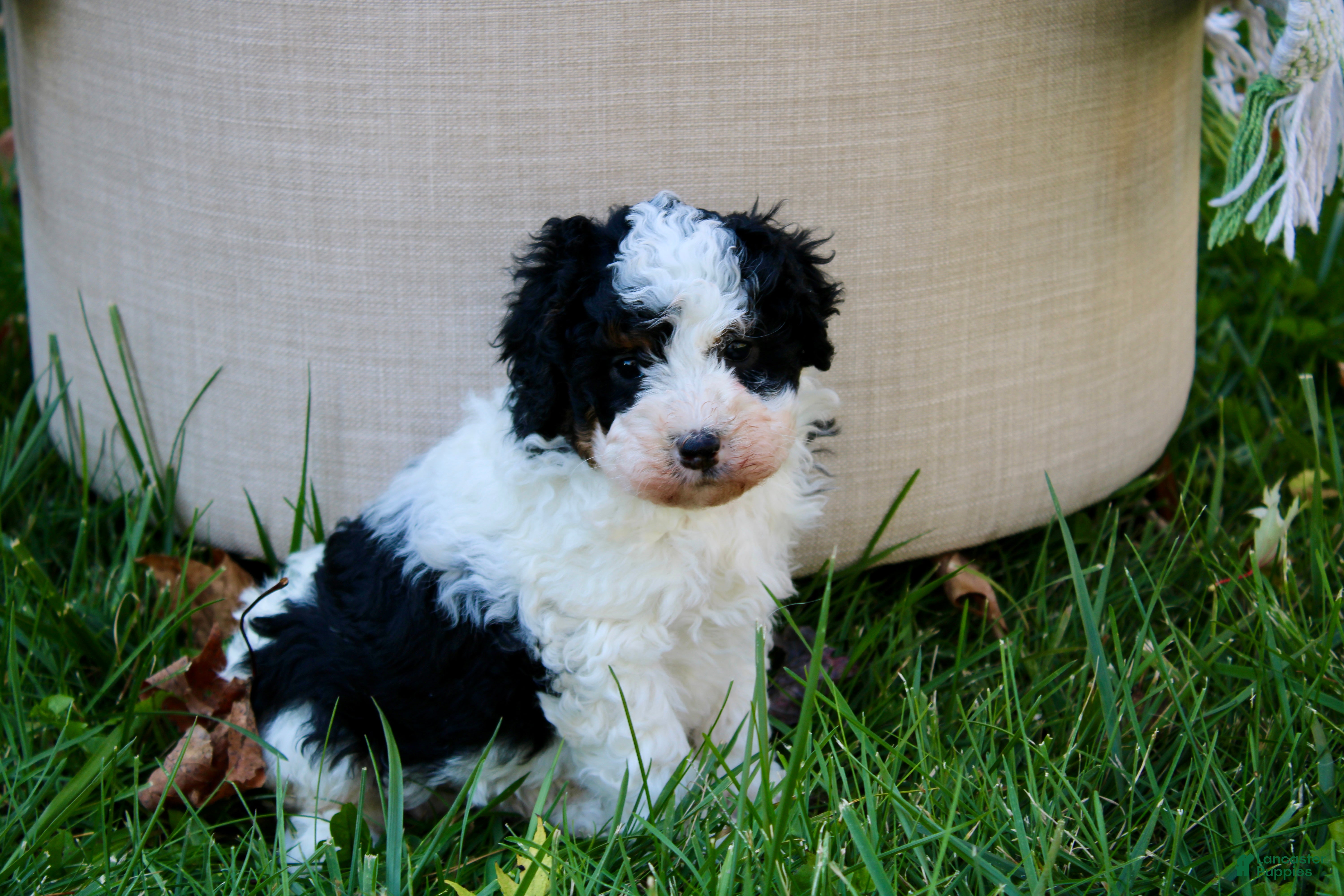 Mini Bernedoodle dogs for sale: Theodora - Ad 2