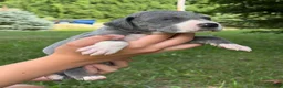 Great Dane dogs for sale: Dakota - Ad 5