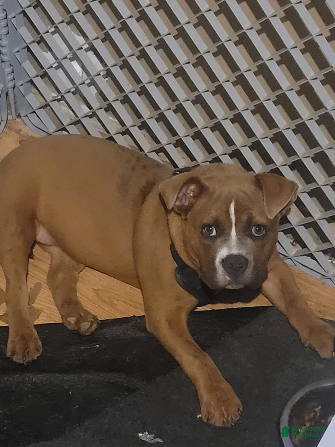 American Bully dogs for sale: American Bully Puppy 1 - Ad 2