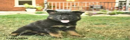 German Shepherd dogs for sale: Tessa  - Ad 5