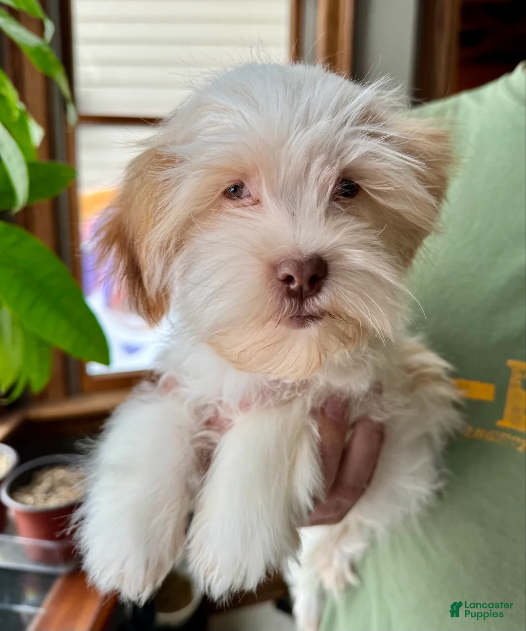 Havanese dogs for sale: Eggnog - Ad 3
