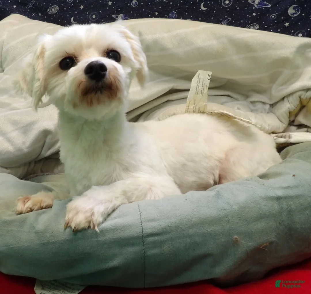 Maltese dogs for sale:  Ceal - Ad 6