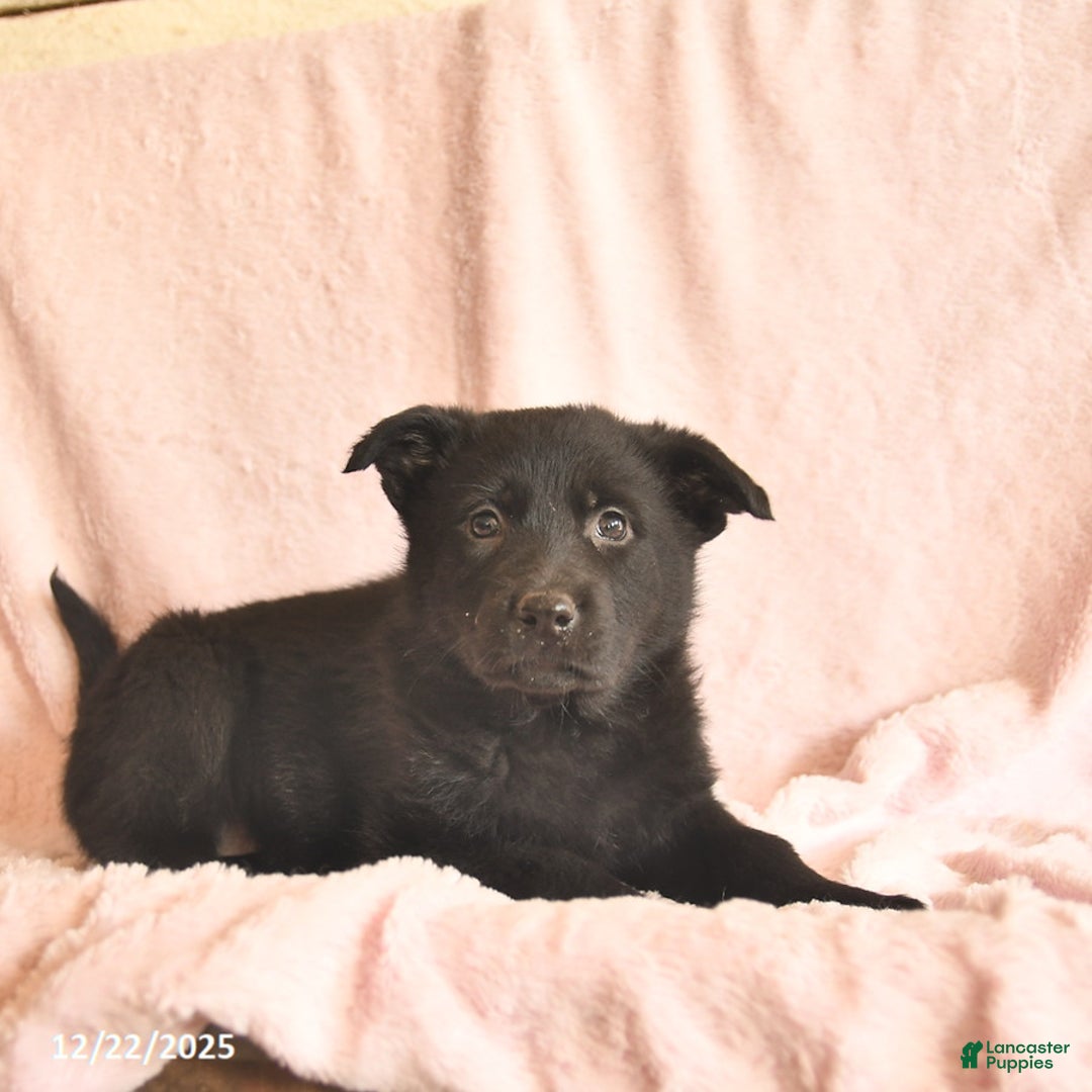 German Shepherd dogs for sale: Berry  - Ad 5