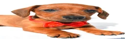 Miniature Dachshund dogs for sale: Joey - Ad 4