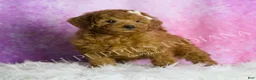 Mini Goldendoodle dogs for sale: Darling - Ad 5