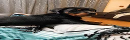 Rottweiler dogs for sale: Rottweiler 1 - Ad 3