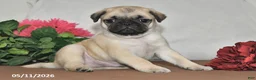 Pug dogs for sale: Sunshine - Ad 5