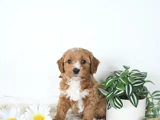 Mini Goldendoodle dogs Finn - Ad 4