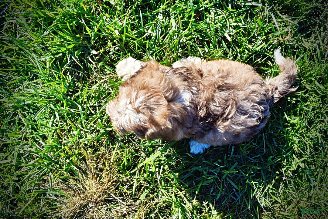 Havapoo dogs for sale: Jasper - Ad 6