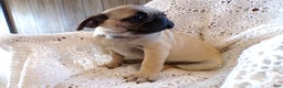Pug dogs for sale: Pug Puppy 5 Peanut - Ad 2