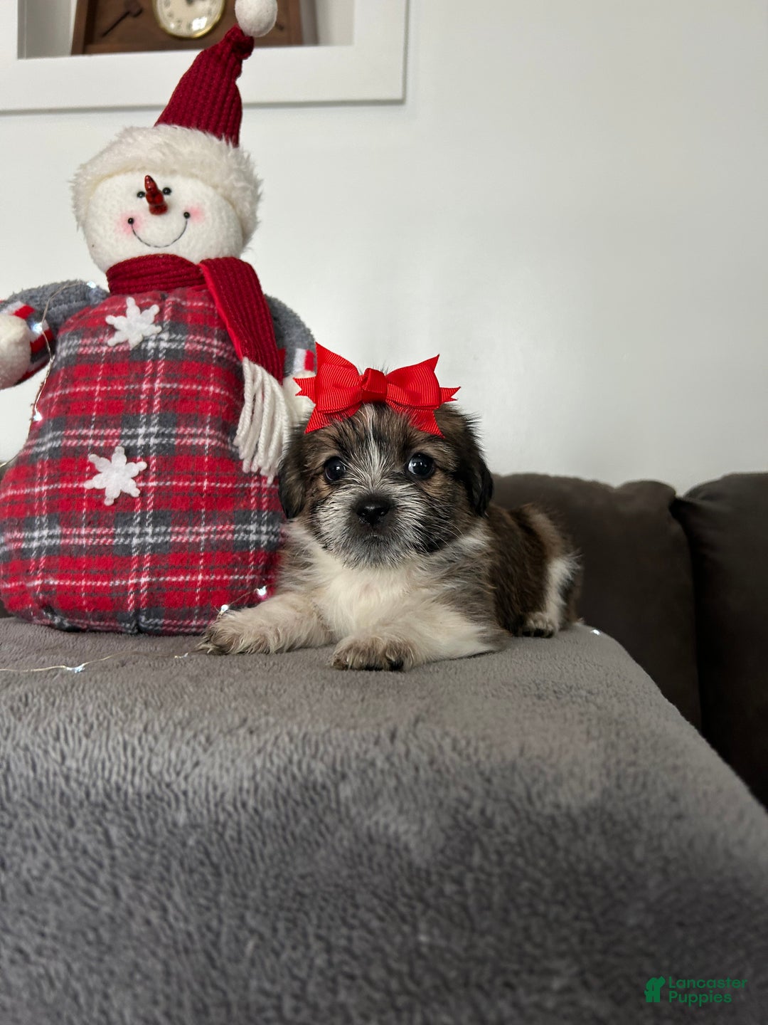 Mixed Breed dogs for sale: Holly - Ad 3