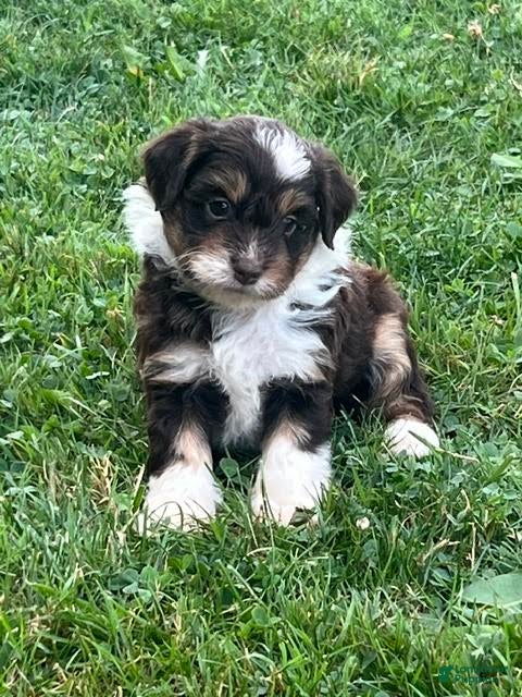 Aussiedoodle dogs Eclair Mini Aussiedoodle  - Ad 2