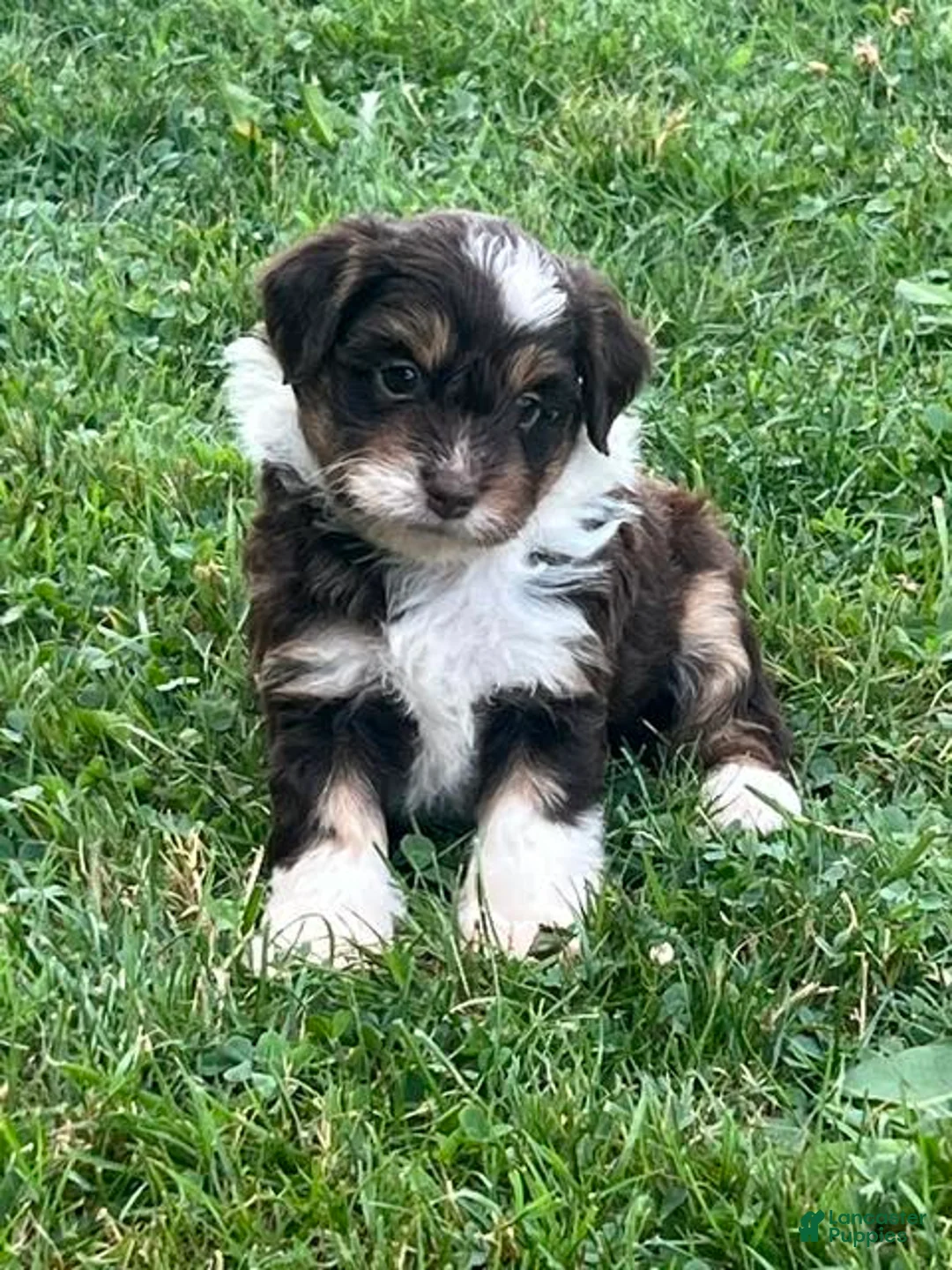 Aussiedoodle dogs for sale: Eclair Mini Aussiedoodle  - Ad 2