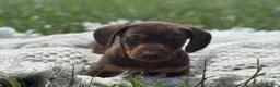 Miniature Dachshund dogs for sale: Gavin - Ad 4