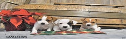 Jack Russell Terrier dogs for sale: Tinsley - Ad 5