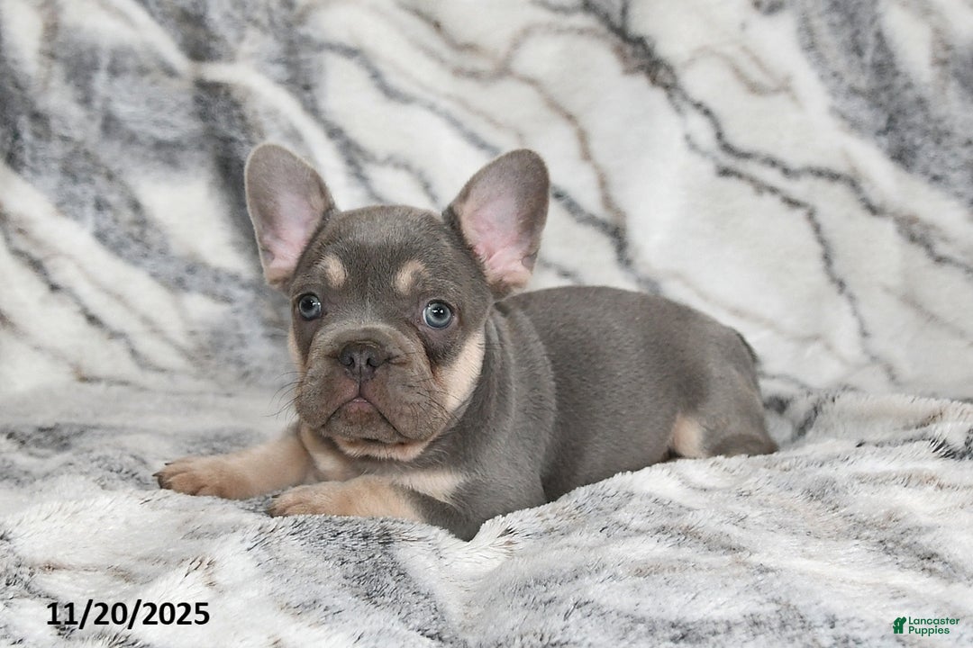 French Bulldog dogs for sale: Love Bug - Ad 13