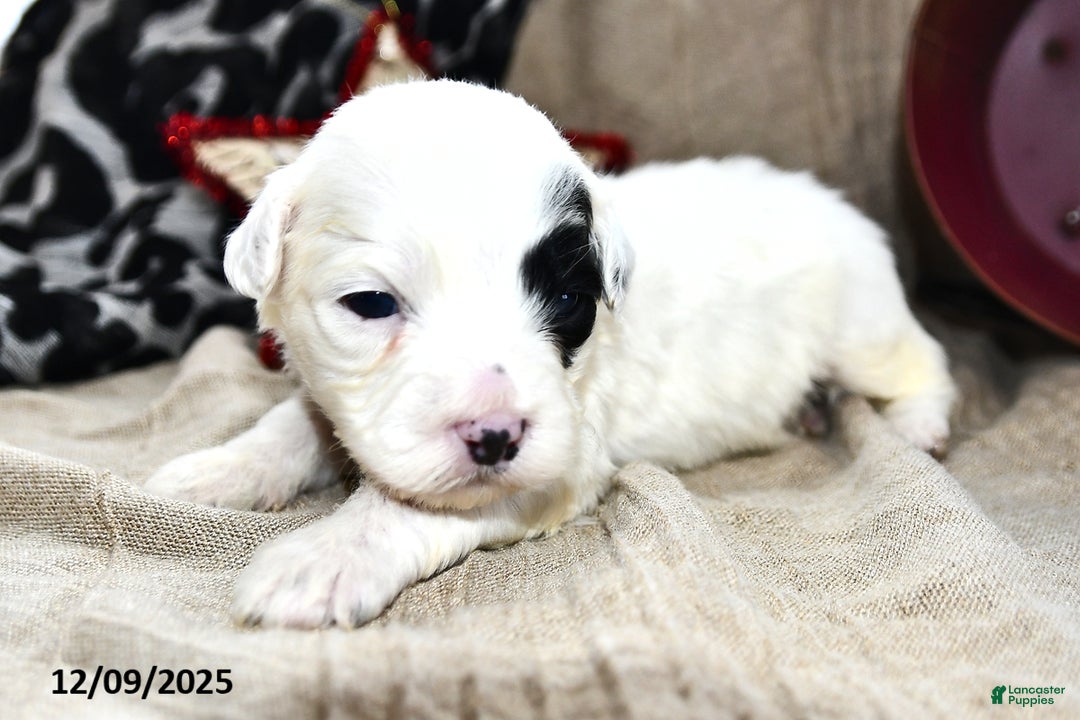 Portuguese Water Dog dogs for sale: Daisy - Ad 4