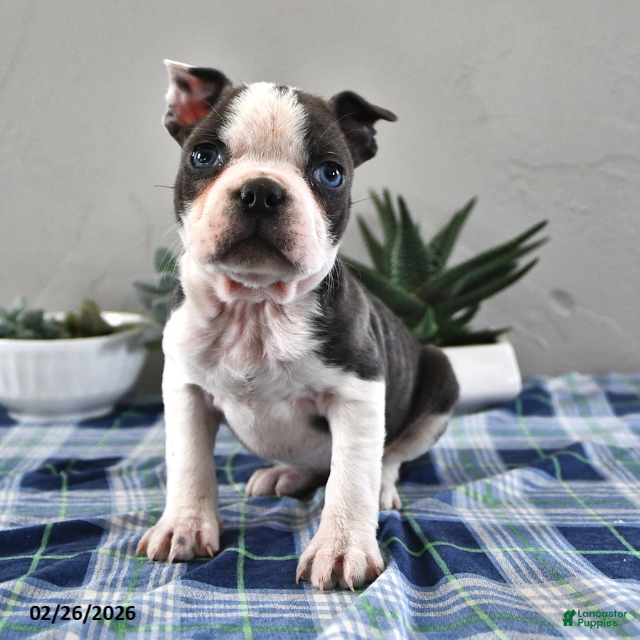 Frenchton dogs Ellie - Ad 1