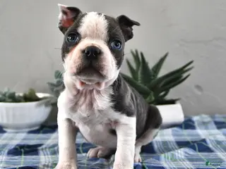 Frenchton dogs for sale: Ellie - Ad 2