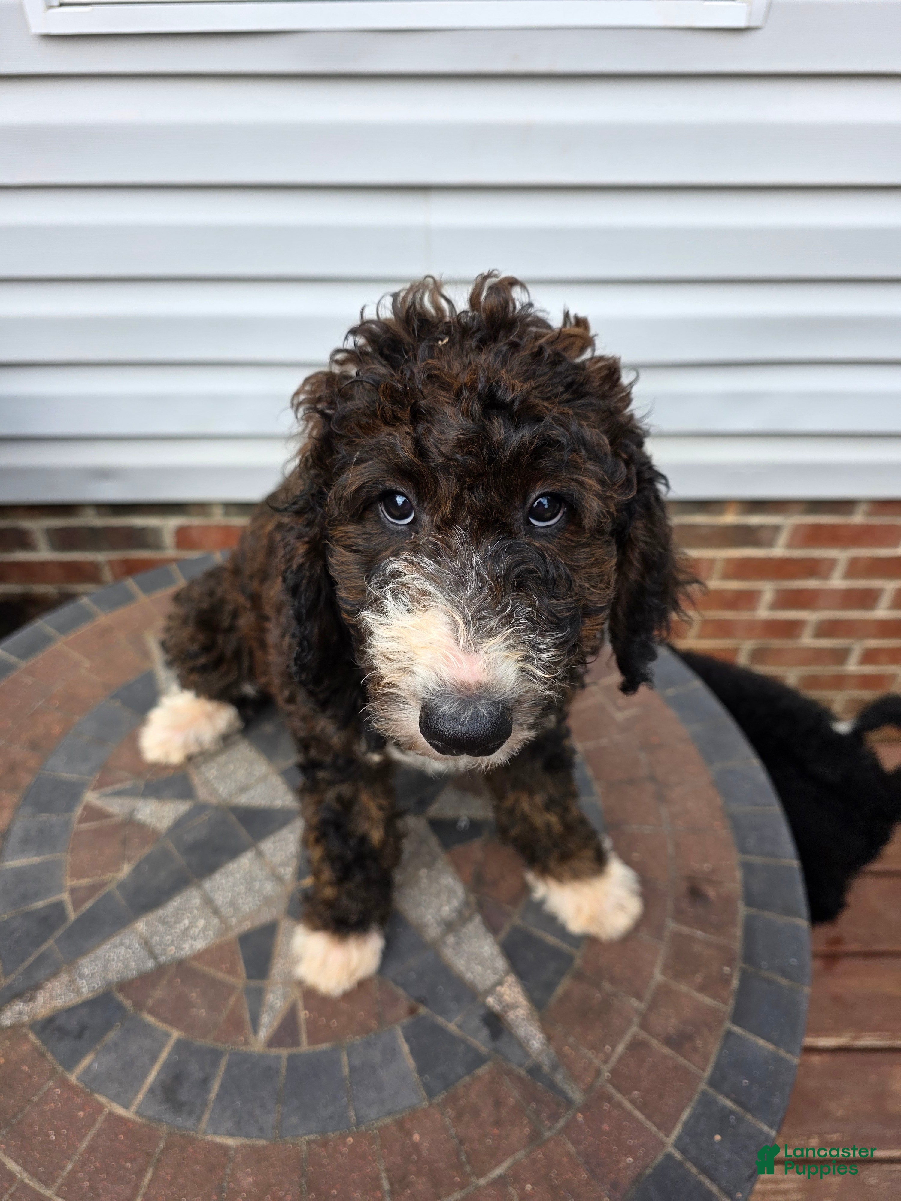 Bernedoodle dogs Daisy - Ad 1
