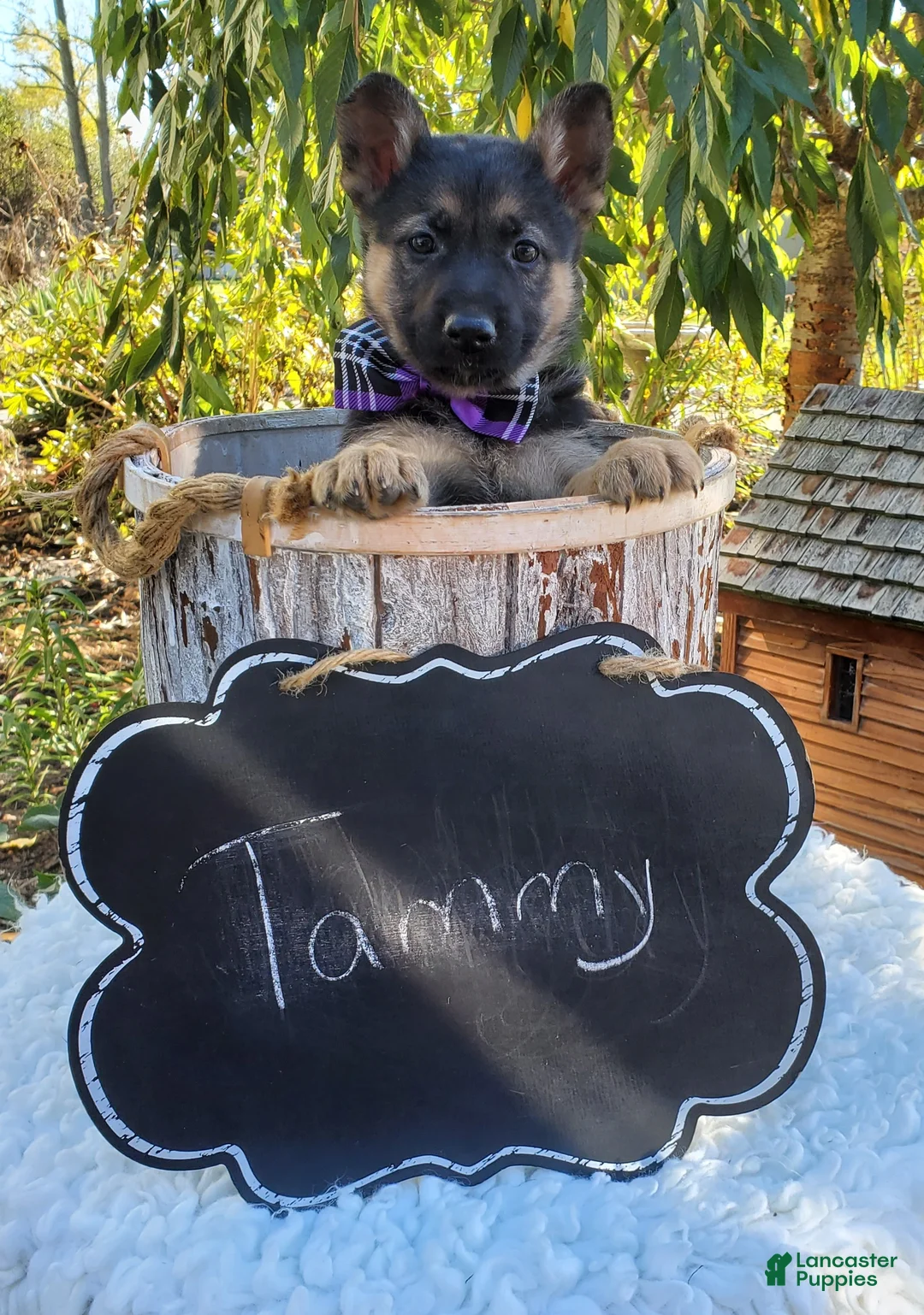 German Shepherd dogs for sale: Tammy - Ad 5