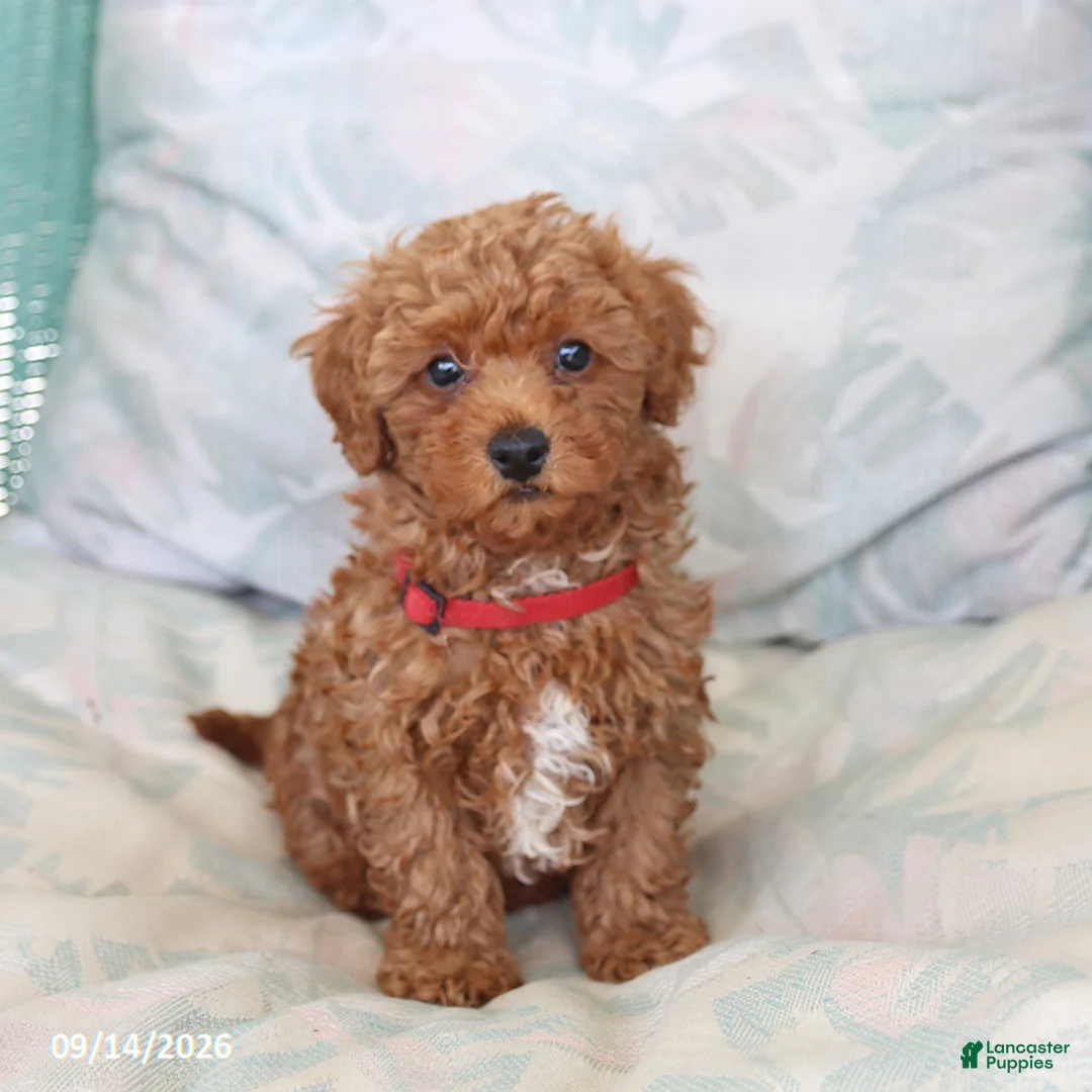 Maltipoo dogs for sale: Scout - Ad 5