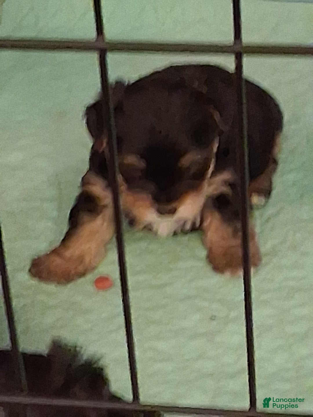 Morkie dogs for sale: Morkie Puppy 1 - Ad 6