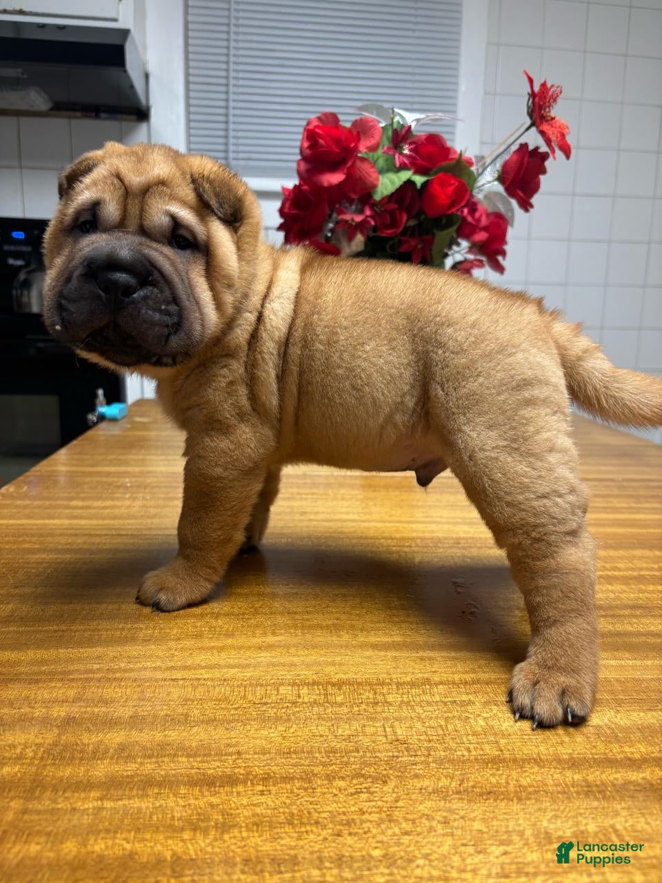 Shar Pei dogs Boy - Ad 1
