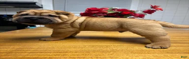 Boy