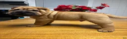 Shar Pei dogs for sale: Boy - Ad 1