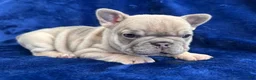 French Bulldog dogs for sale: Lilac Beauty - Ad 4