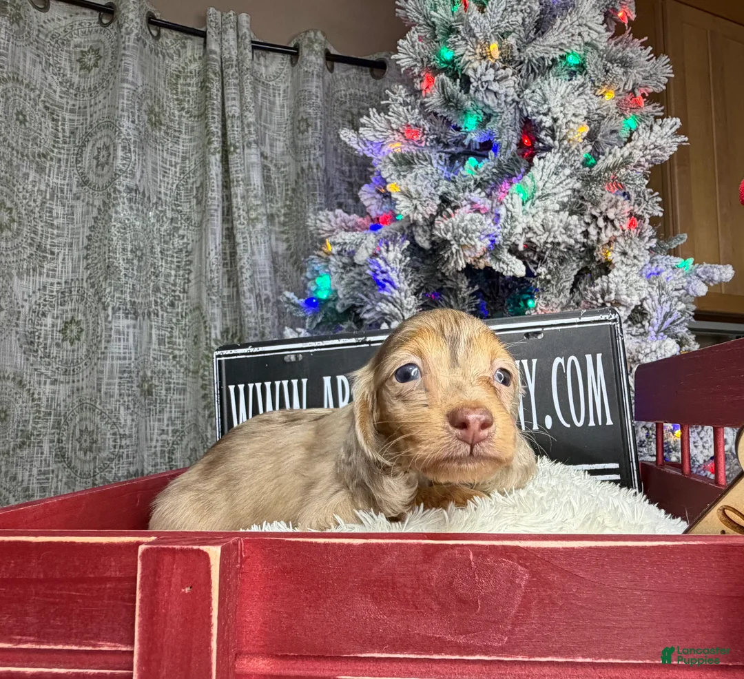 Miniature Dachshund dogs for sale: Bright blue eye - Ad 15