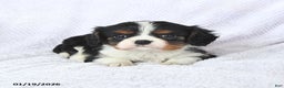 Cavalier King Charles Spaniel dogs for sale: Cuddles - Ad 3