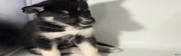 Mixed Breed dogs for sale: Tux - Ad 4