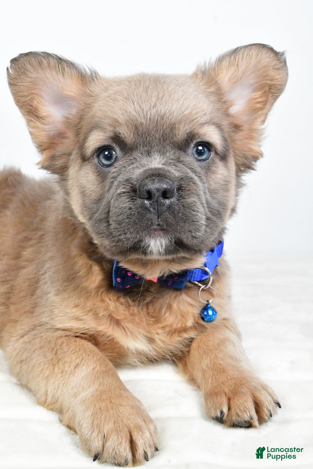 French Bulldog dogs for sale: Bobby - Ad 3